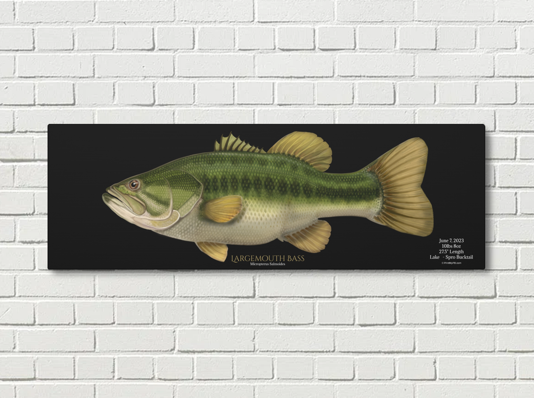 Custom Largemouth Bass Canvas -02