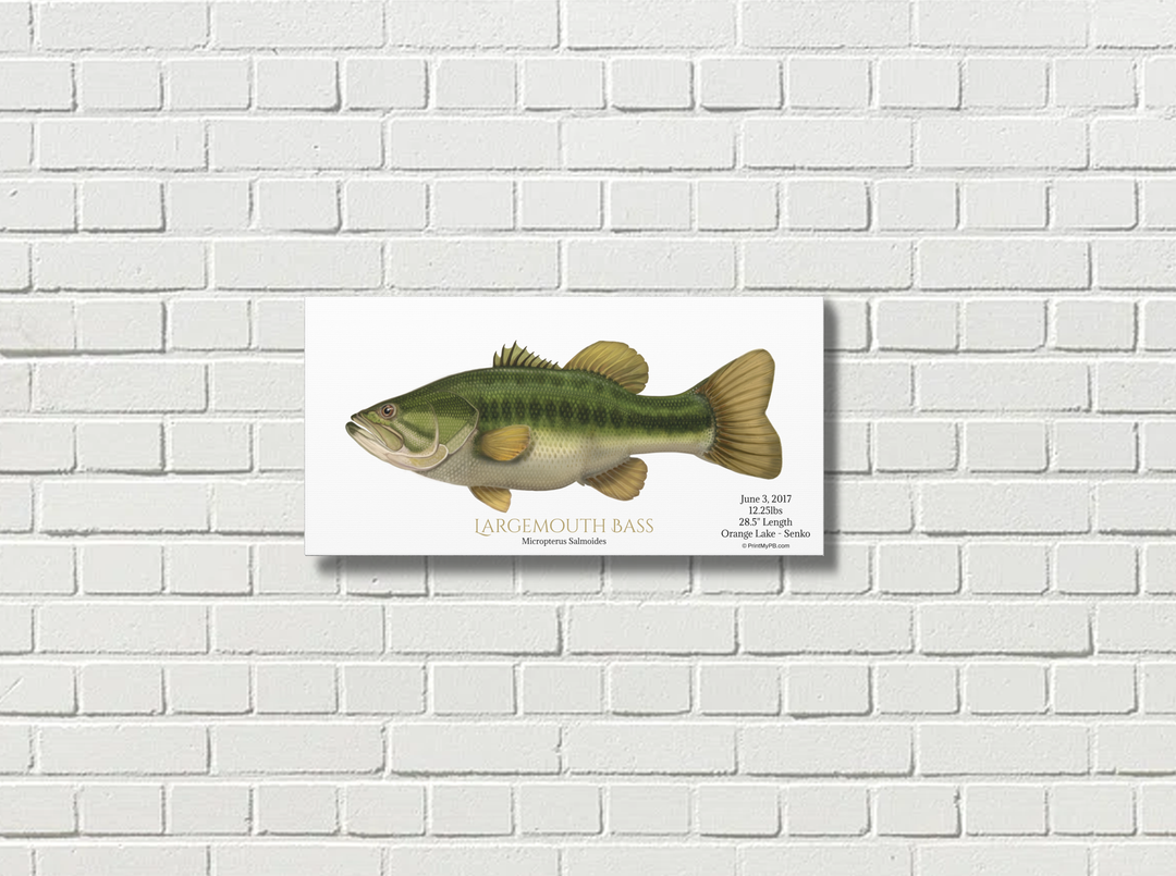 Custom Largemouth Bass Canvas 20"x10"