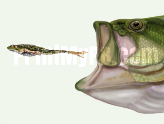 Custom Largemouth Bass Canvas - 03