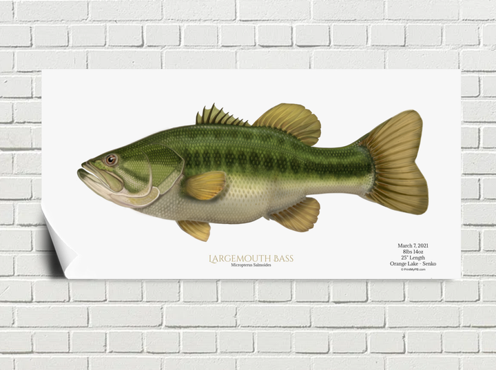 Custom Largemouth Bass Poster 20"x10" & 14"x11"